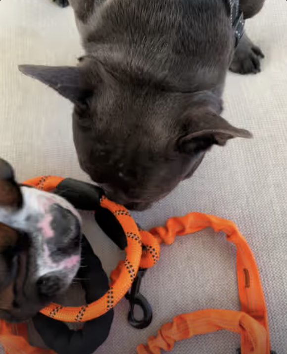 Frenchie Got New Tandem Leash !!!